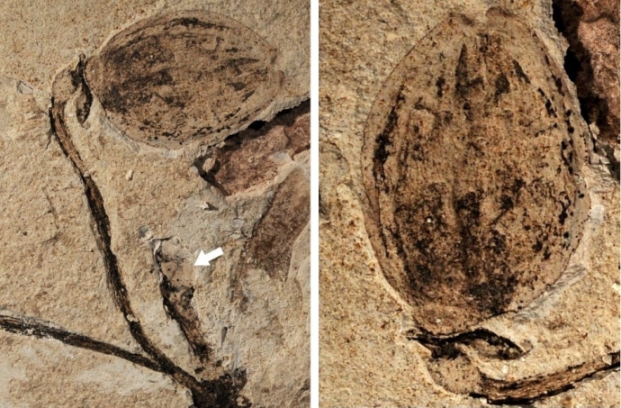 Researchers Discover World's Earliest Fossil Record of Flower Buds