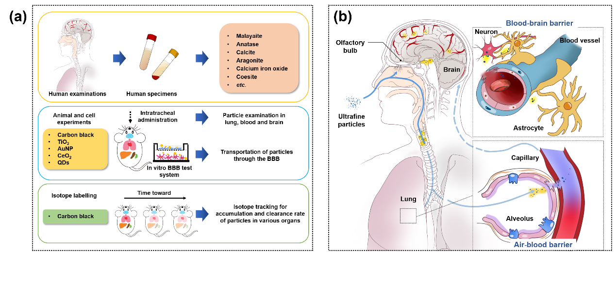 exogenous fine particles in the central nervous system of human patients