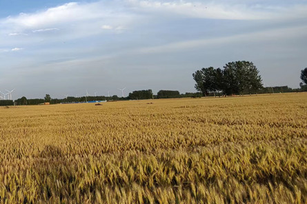 wheat harvest.jpg