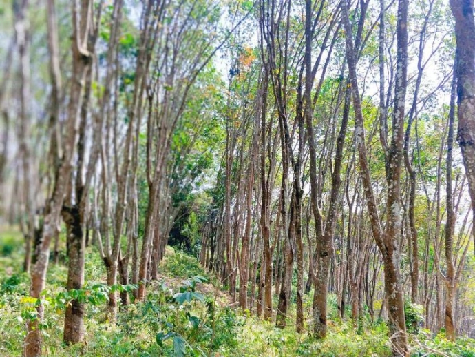 Rubber forest in Xishuangbanna.jpg