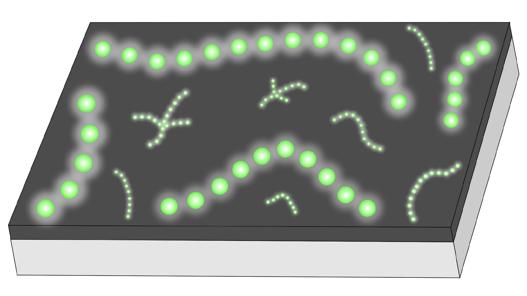 Schematic reconstruction of Horodyskia moniliformis (larger beads) and Horodyskia minor (smaller beads).jpg