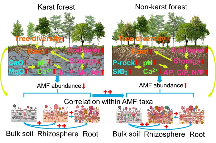 Conceptual model revealing the effect of lithology and niche habitat on AMF.(Image by Dan Xiao)