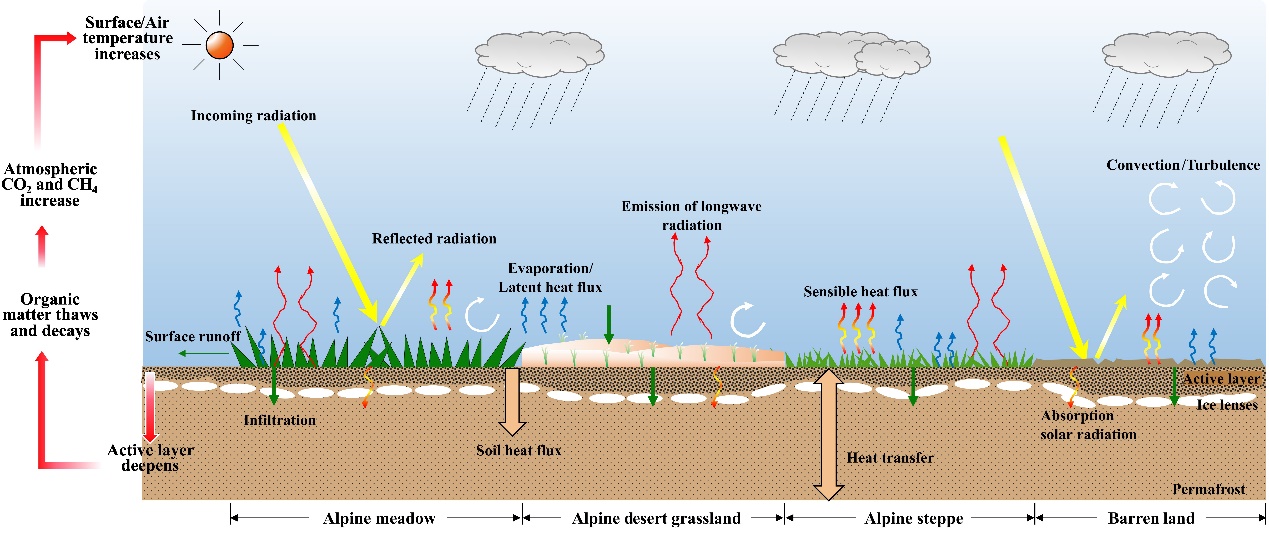 Permafrost carbon release to the atmosphere and the effects of different alpine grasslands on surface water–heat exchange