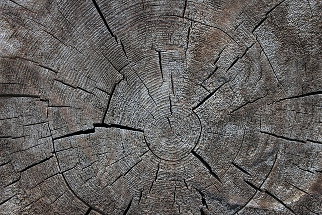 tree ring.jpg