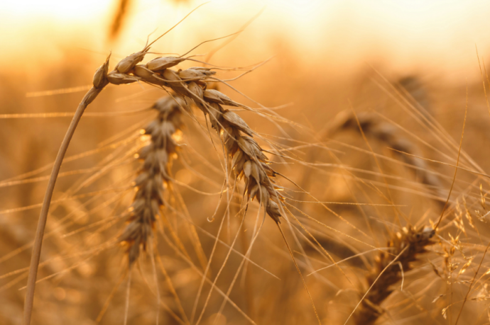 High-resolution Maps Reveal Hidden Losses in China's Winter Wheat Harvest