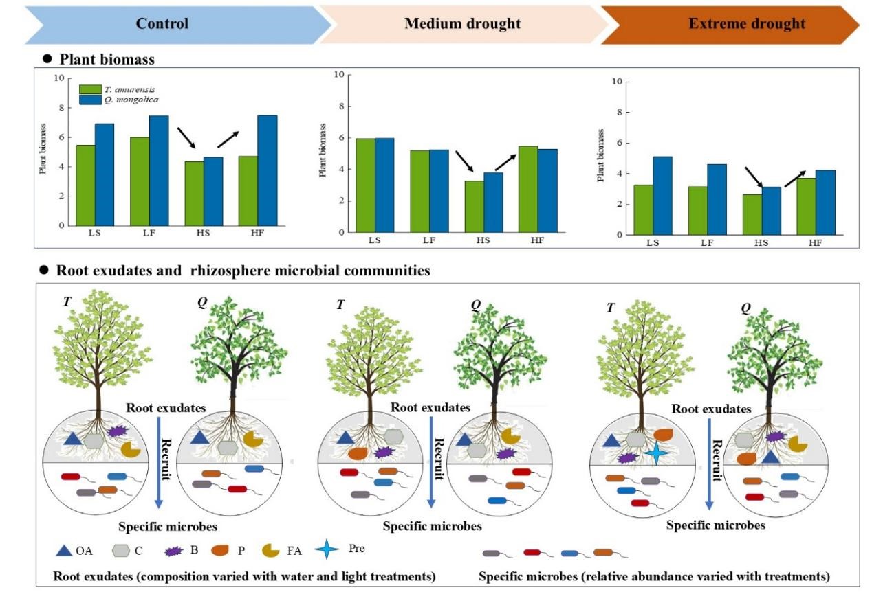Forest Tree Seedlings Adapt to Drought and Fluctuating Light through Root–Microbe Interactions