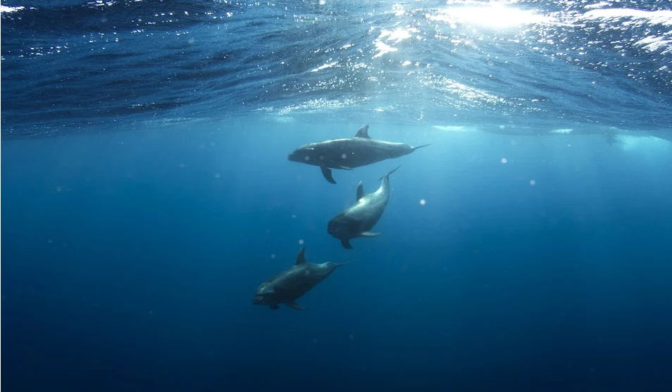 Researchers Propose New Method for Passive Source Localization in Deep Ocean