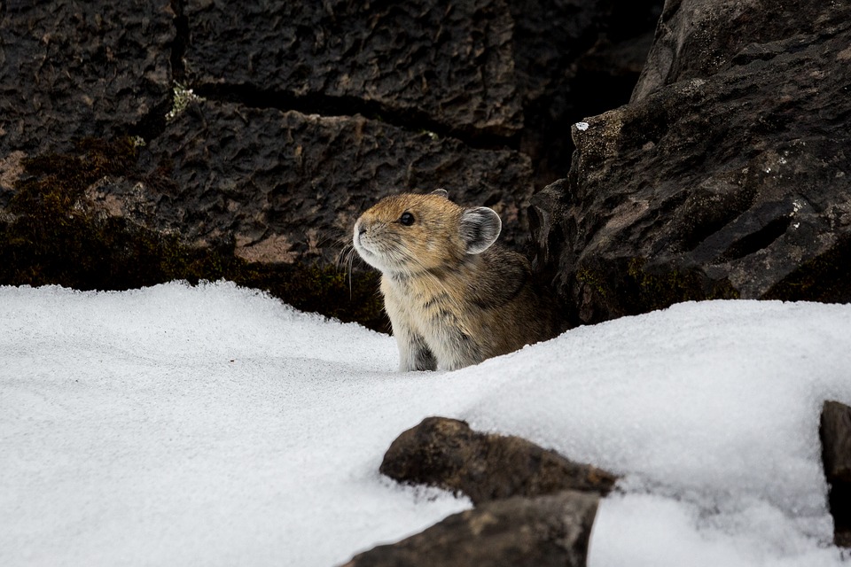 Microbiota-gut-brain Interaction Confers Thermal Benefits to Survive Cold in Small Mammals