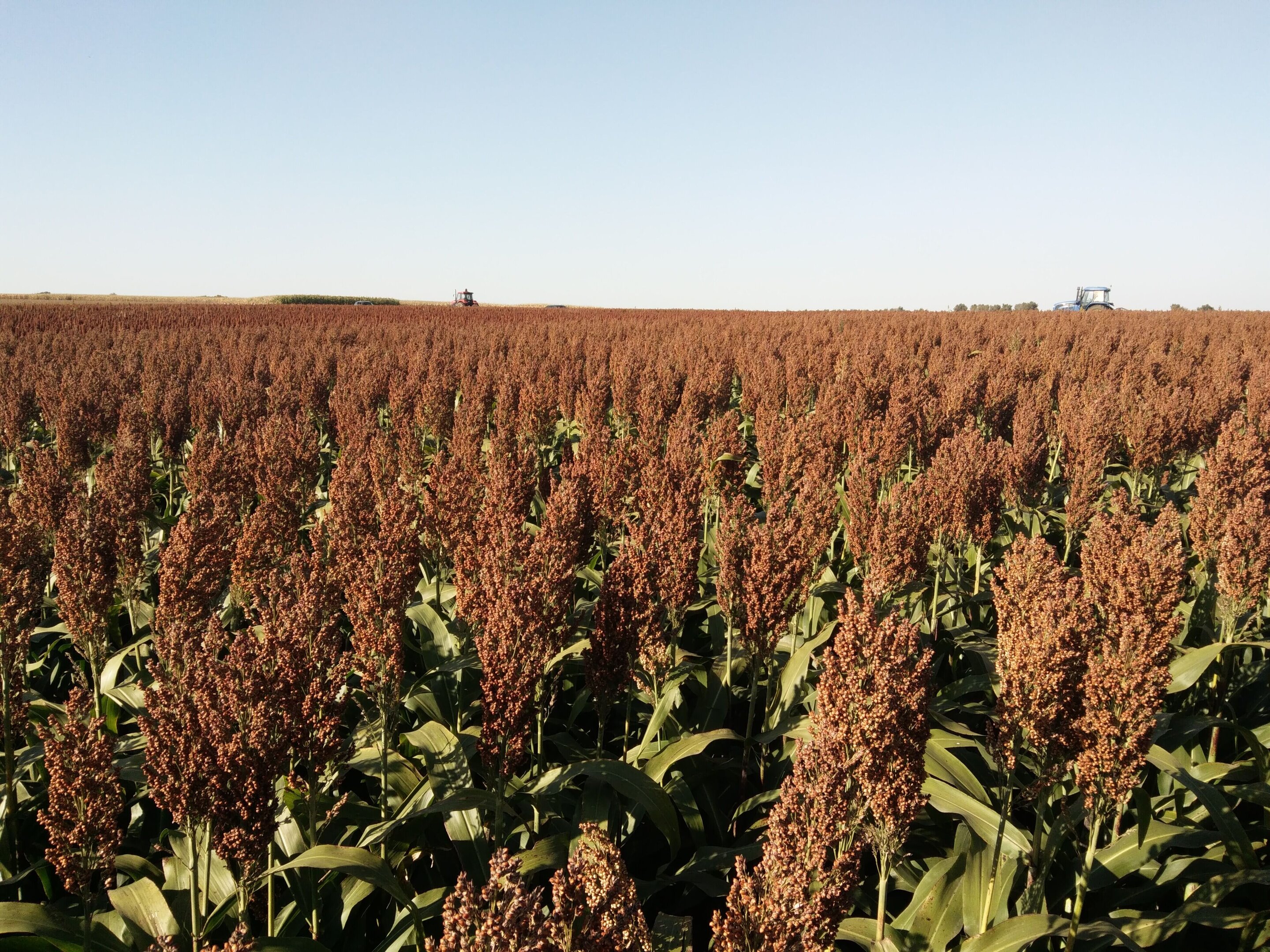 Sorghum lines for seed production