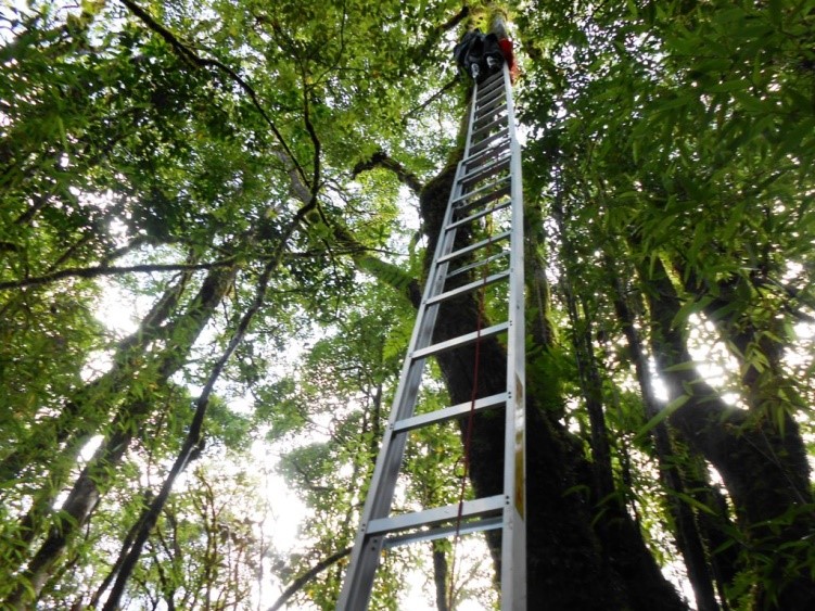 Researchers collect epiphytic ferns in the forest canopy..jpg