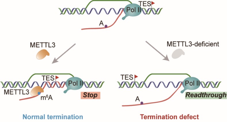 m6A promotes R-loop formation for efficient transcription termination.jpg