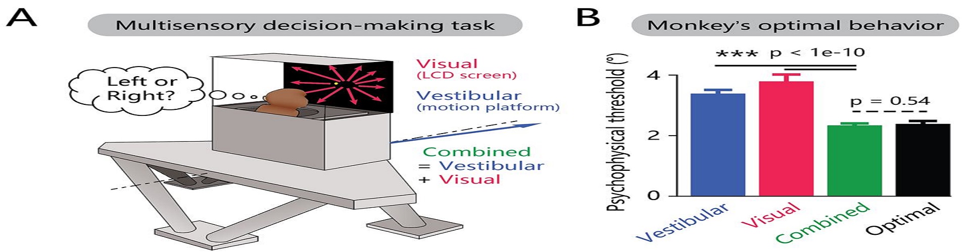 Neural Correlates of Optimal Multisensory Decision Making