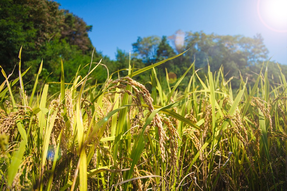 Phosphorus Reduces the Passivation Effect of Wollastonite on Cadmium in Rice