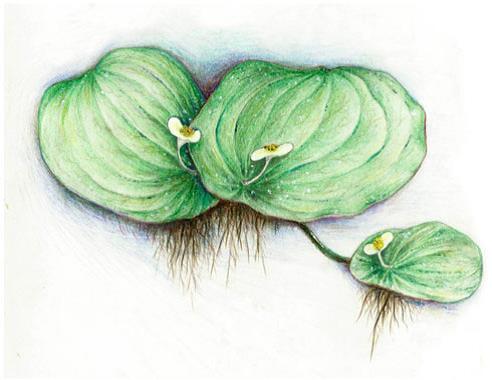 First Convincing Limnobiophyllum Fossil Species Reported from Tibetan Plateau