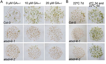 GA treatment cannot break the strong dormancy of atsdr4l seeds, but stratification can.jpg