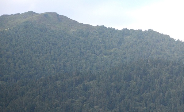 Himalayan fir forest.jpg