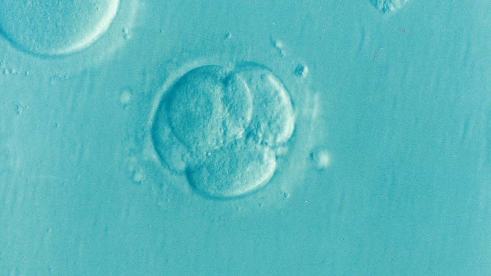 Primate Embryos Grown in the Lab Get to Gastrulation Stage