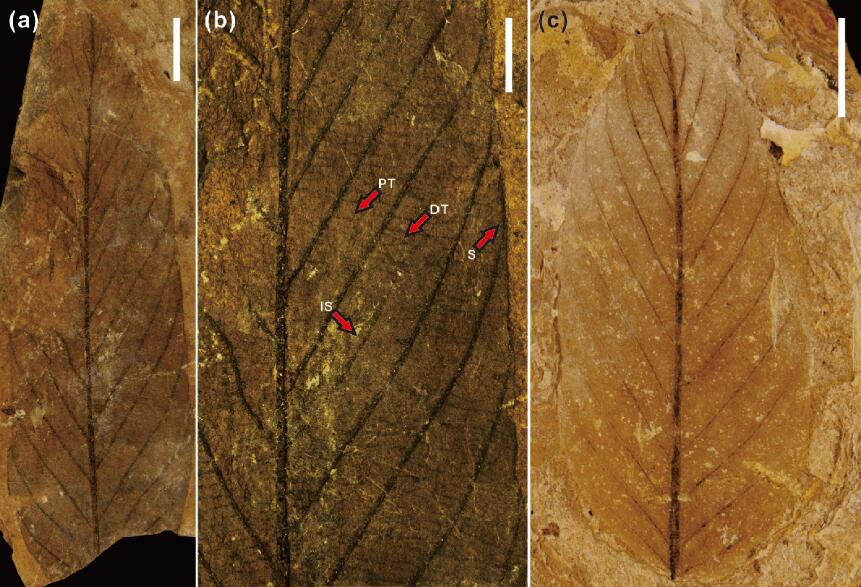 Fossil leaves of Berhamniphyllum junrongii .jpg