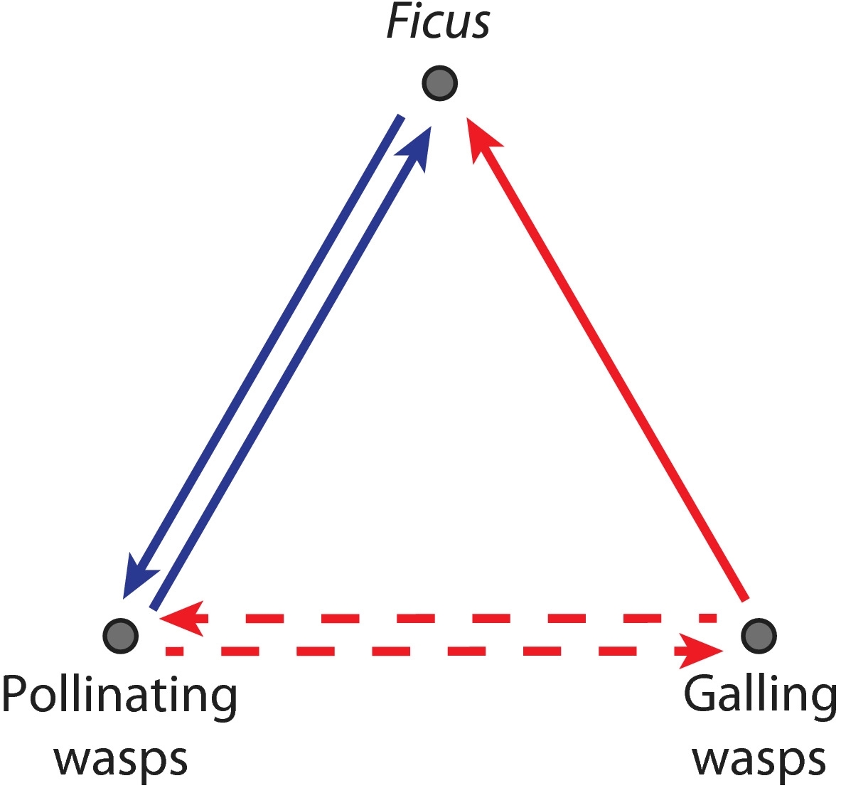 Interaction network between Ficus and pollinating and galling wasps. .jpg