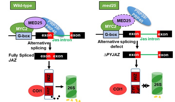 MED25 Regulates the Alternative Splicing of JAZ Genes through Recruitment of Splicing Factors PRP39 and PRP40
