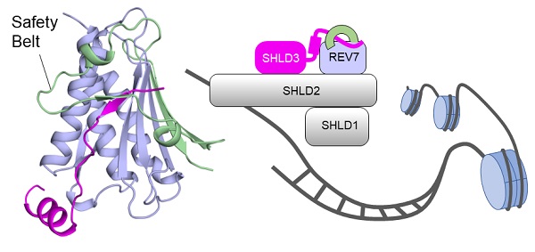 Researchers Elucidate Mechanism of REV7 Recruitment by SHLD3 During DNA Double-strand Break Repair