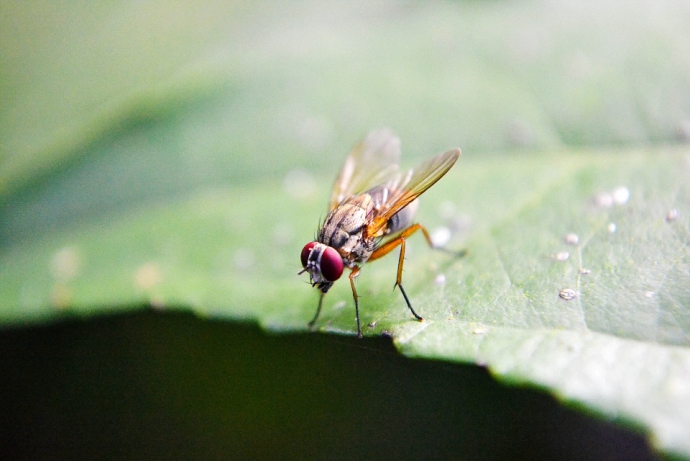 How Fruit Flies Flock Together in Orderly Clusters