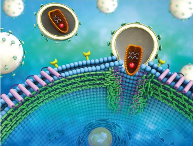 Scientists Clarify HIV Enters into Resting CD4 T Cells