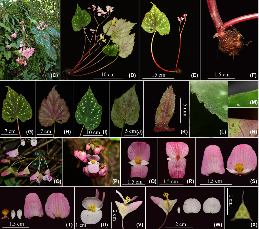 Habitat and characters of Begonia puerensis.jpg
