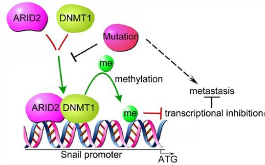 Schematic representation of the molecular mechanism of wild-type ARID2 and ARID2 loss-of-function mutants in HCC metastasis.jpg