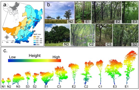 Scientists Reveal Large-Scale Graphical Variations and Climatic Controls on Crown Architecture Traits