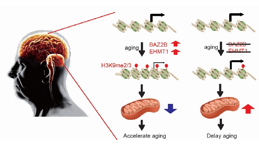 Researchers Identify Novel Anti-aging Targets