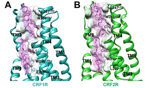 Cholesterol binding in the structures of CRF1R and CRF2R complexes