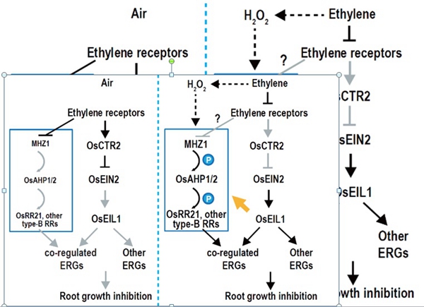 A proposed working model for MHZ1-mediated ethylene signaling in rice