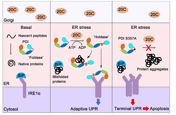 Fam20C-catalyzed phosphorylation switches protein disulfide isomerase activity to maintain proteostasis and attenuate ER stress
