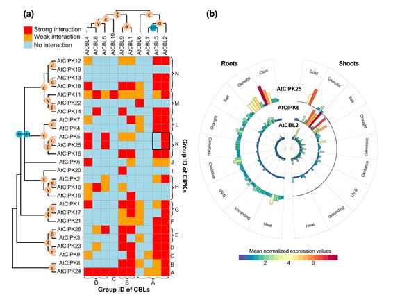 Evolutionary history of the calcineurin B-like (CBL) and CBL-interacting protein kinase (CIPK) families in Arabidopsis and their interaction and expression patterns