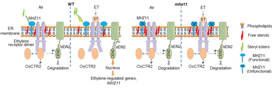 A proposed working model for MHZ11-mediated ethylene signaling in rice