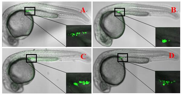 Gnrh3 Regulates PGC Proliferation and Sex Differentiation in Developing Zebrafish