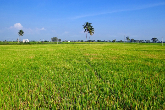 Chemical Fertilization Affects N and P Runoff Losses from Paddy Fields