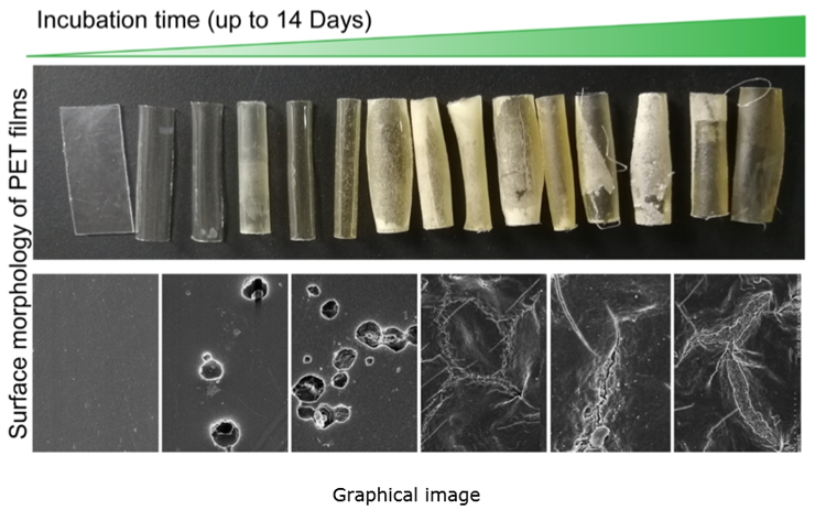 Microbiotiful - Le canard en plastique - Life Science