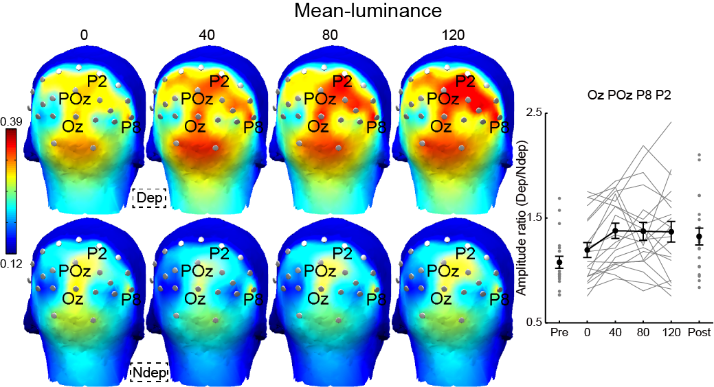 The changes of neural ocular dominance during the MD