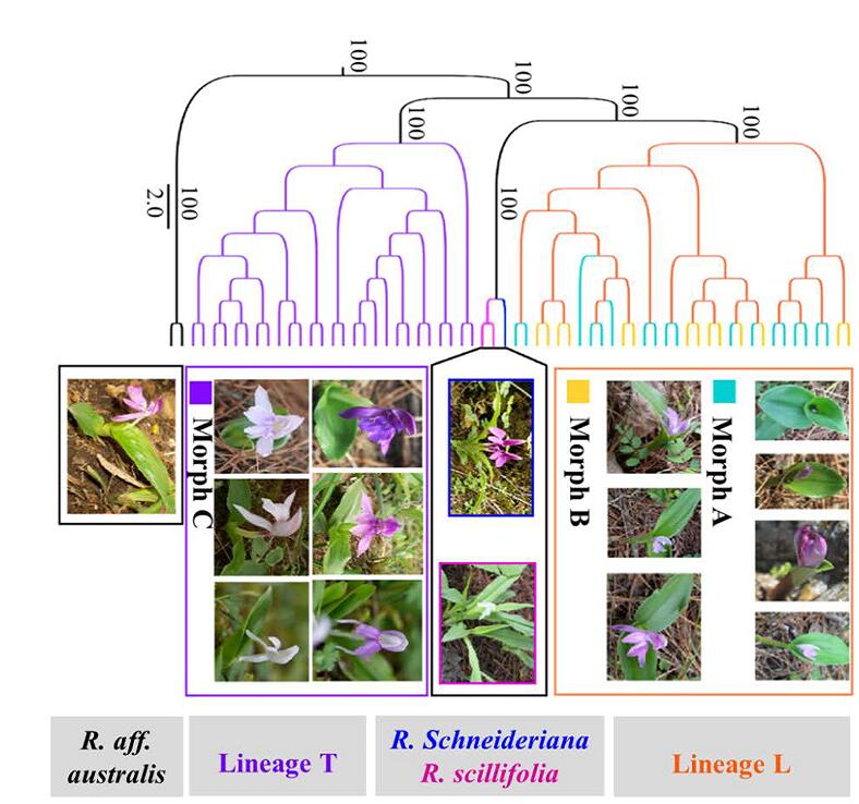Diverse morphological individuals of Roscoea tibetica in morph A, B and C observed in field.jpg