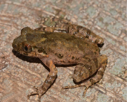 Scientists Discover New Species of Genus <EM>Leptobrachella</EM> from Yunnan