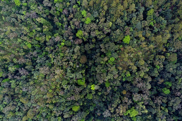 U20-ha Xishuangbanna forest dynamics plot .jpg