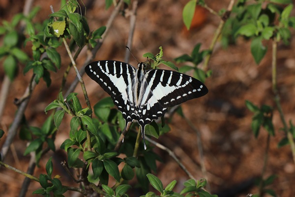 Butterfly in Yuanjiang savanna.jpg