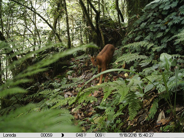 Goral from Northern Myanmar.jpg