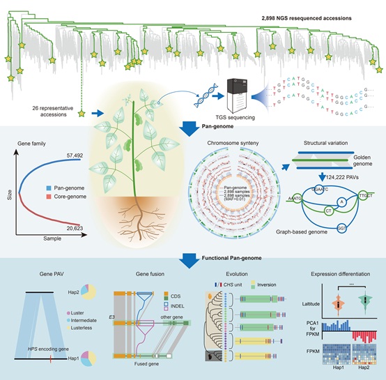 Chinese Scientists Construct High-quality Graph-based Soybean Genome