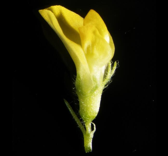 Mature flower of Medicago truncatula.jpg