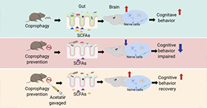 Coprophagy affects the gut microbiota and cognitive behavior of Brandt's voles