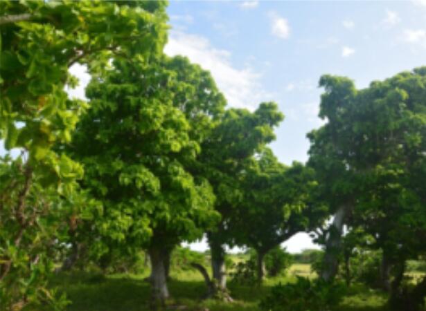 Vegetation Has Different Sustainable Potential Regeneration in Different Areas on Tropical Coral Island