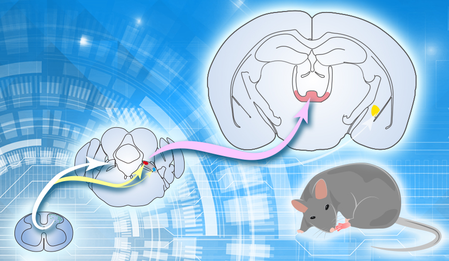 Study Reveals Circuit Mechanism Underlying Nociceptive Information Processing